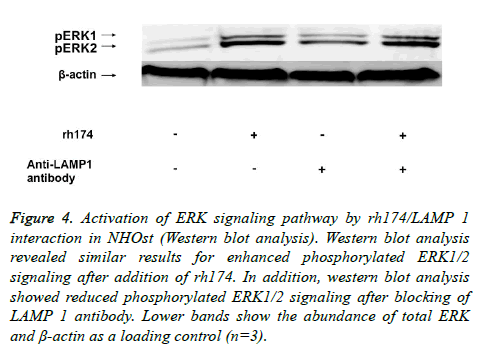 biomedres-Lower-bands