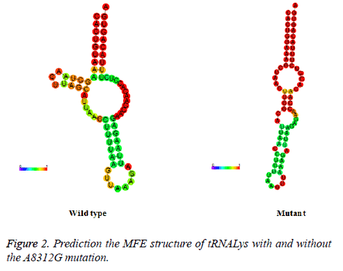 biomedres-MFE-structure