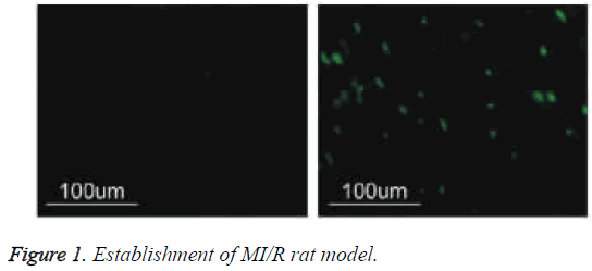 biomedres-MI-R-rat-model