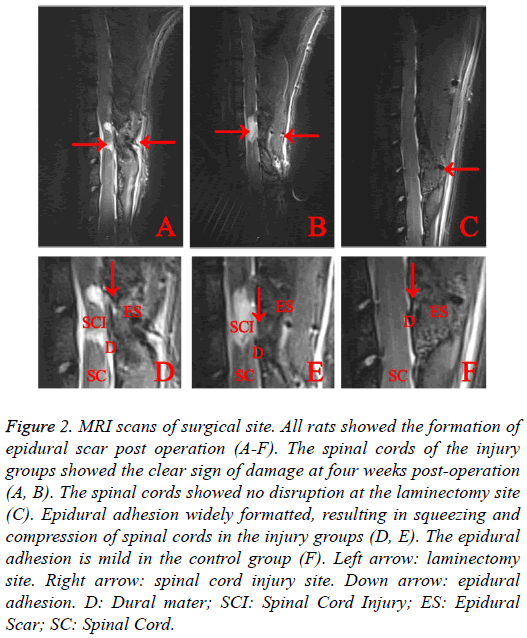 biomedres-MRI-scans-surgical