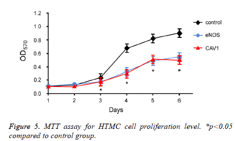 biomedres-MTT-assay