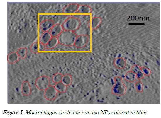 biomedres-Macrophages-circled