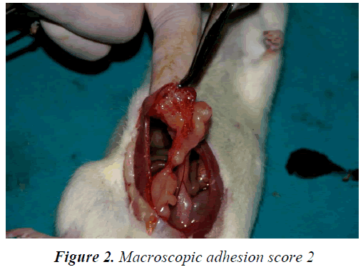 biomedres-Macroscopic-adhesion