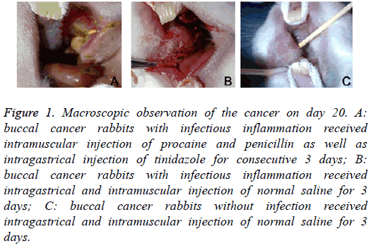 biomedres-Macroscopic-observation