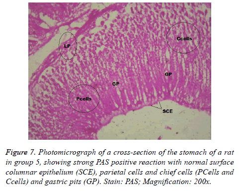 biomedres-Magnification