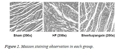 biomedres-Masson-observation