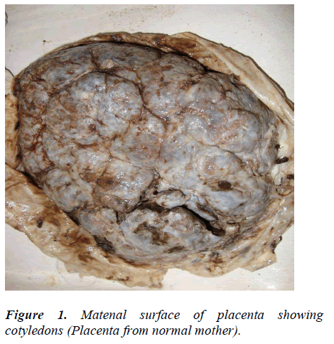 biomedres-Matenal-surface-placenta