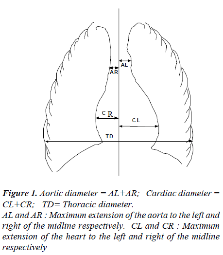 normal aortic arch diameter