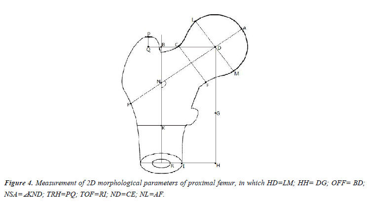 biomedres-Measurement-2D-morphological-parameters