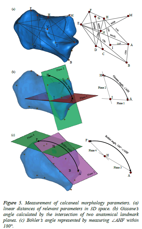 biomedres-Measurement-calcaneal