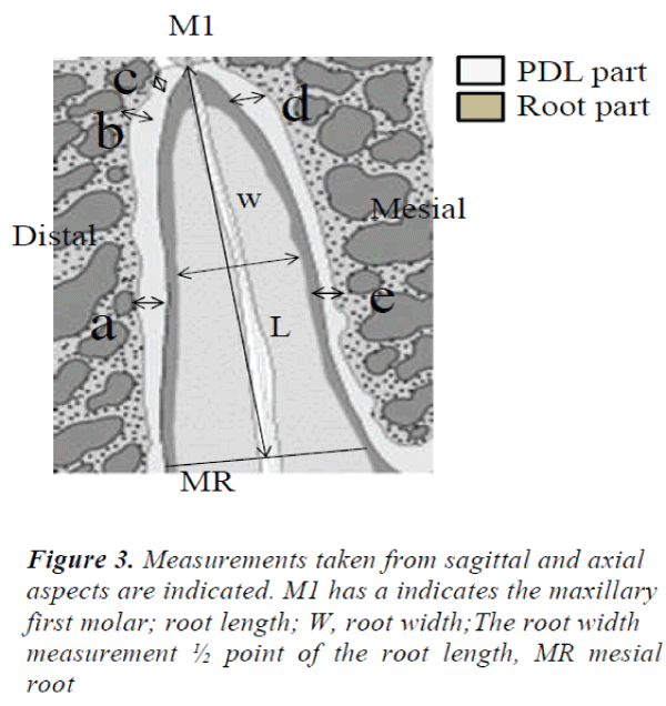 biomedres-Measurements-taken-sagittal