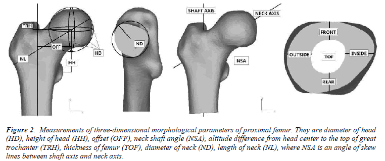 biomedres-Measurements-three-dimensional