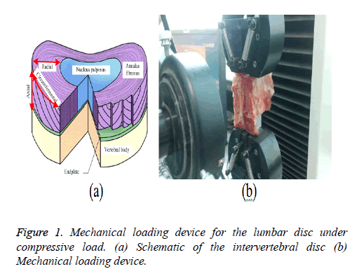 biomedres-Mechanical-loading