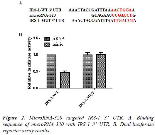 biomedres-MicroRNA-320-targeted