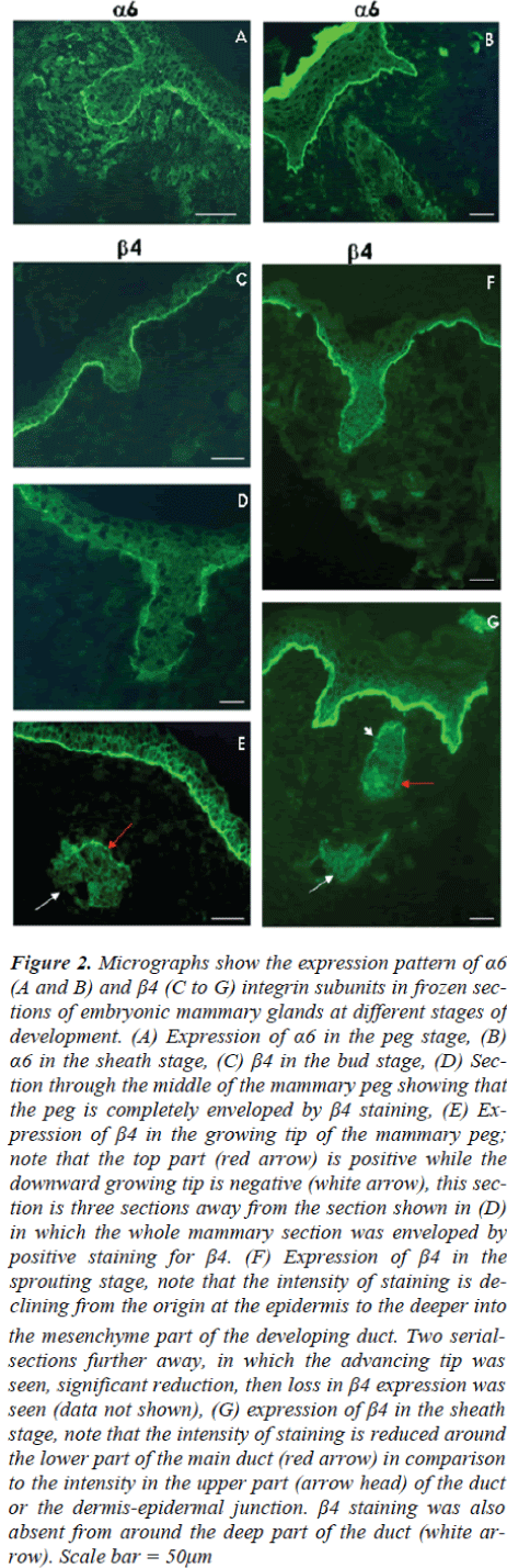 biomedres-Micrographs-show-expression-pattern