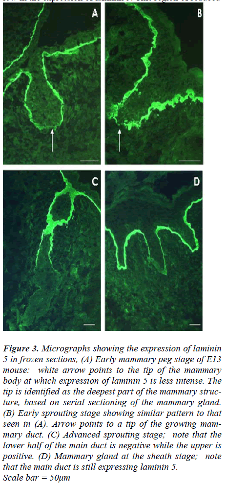 biomedres-Micrographs-showing-expression-laminin