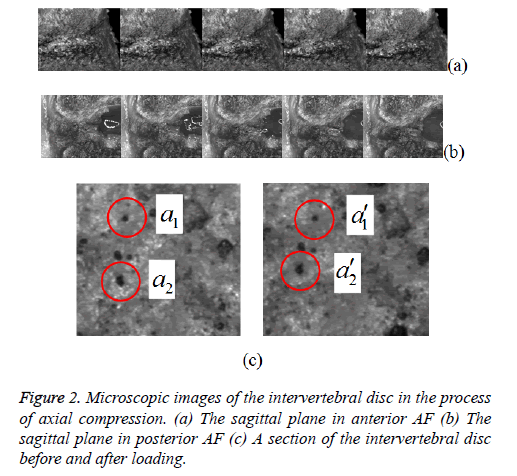 biomedres-Microscopic-images