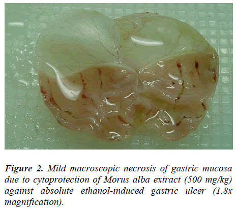 biomedres-Mild-macroscopic-necrosis