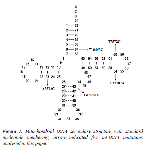 biomedres-Mitochondrial-tRNA