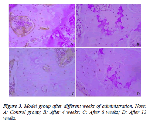 biomedres-Model-group