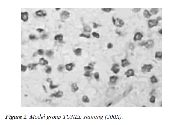 biomedres-Model-group