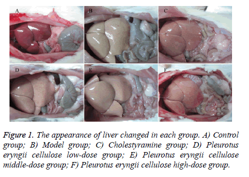 biomedres-Model-group