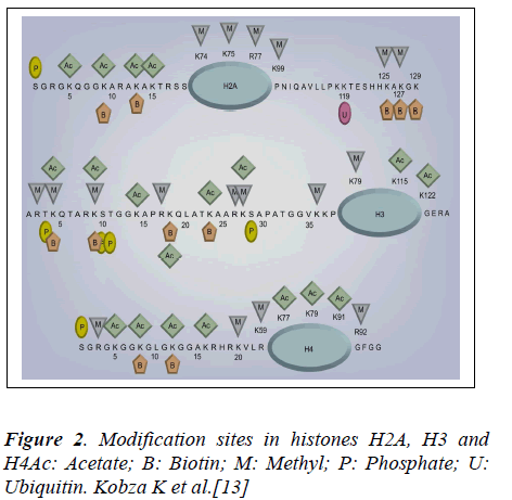 biomedres-Modification-sites-histones