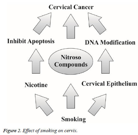 biomedres-Molecular-mechanism