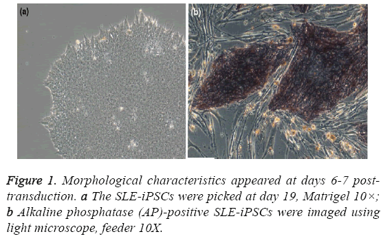 biomedres-Morphological-characteristics-appeared