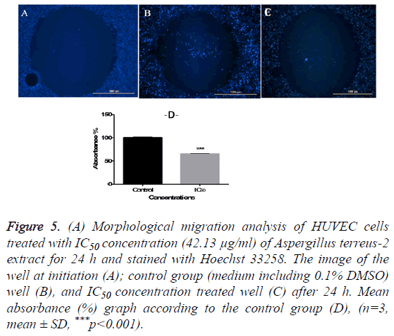 biomedres-Morphological-migration-analysis