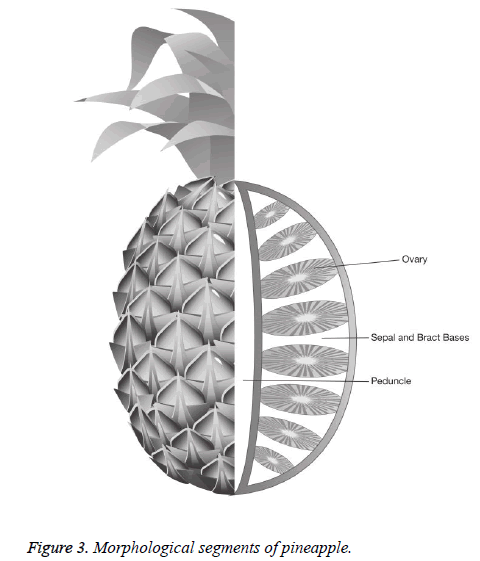 biomedres-Morphological-segments