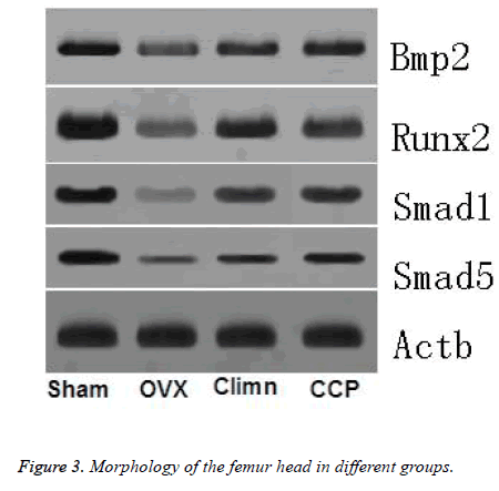 biomedres-Morphology