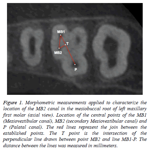 biomedres-Morphometric-measurements