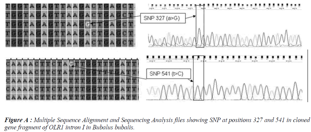 biomedres-Multiple-Sequence-Alignment