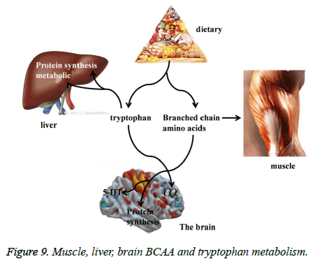 biomedres-Muscle-liver