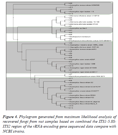 biomedres-NCBI-strains