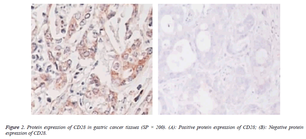 biomedres-Negative-protein