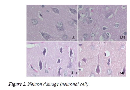 biomedres-Neuron-damage