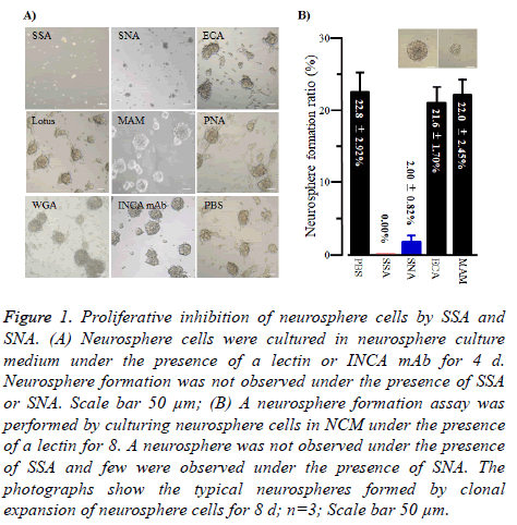 biomedres-Neurosphere-cells