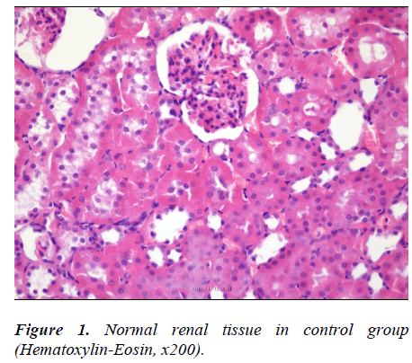 biomedres-Normal-renal