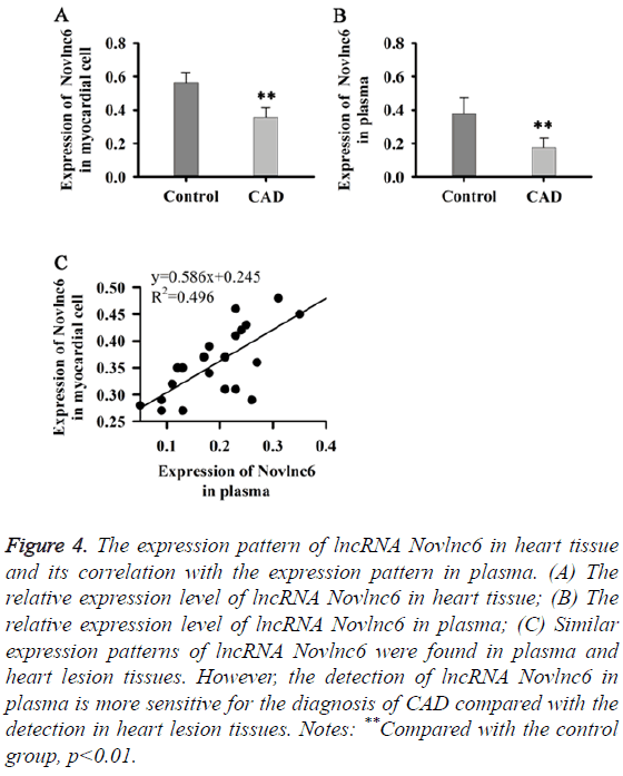 biomedres-Novlnc6-heart-tissue