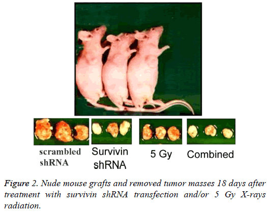 biomedres-Nude-mouse-grafts