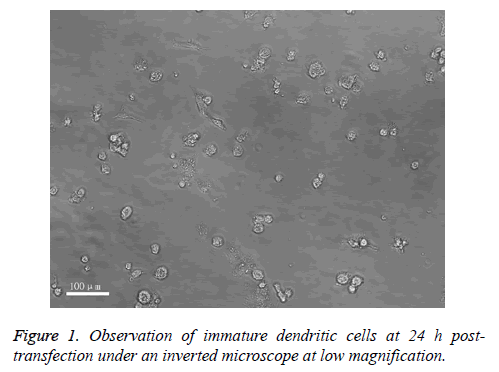 biomedres-Observation-immature