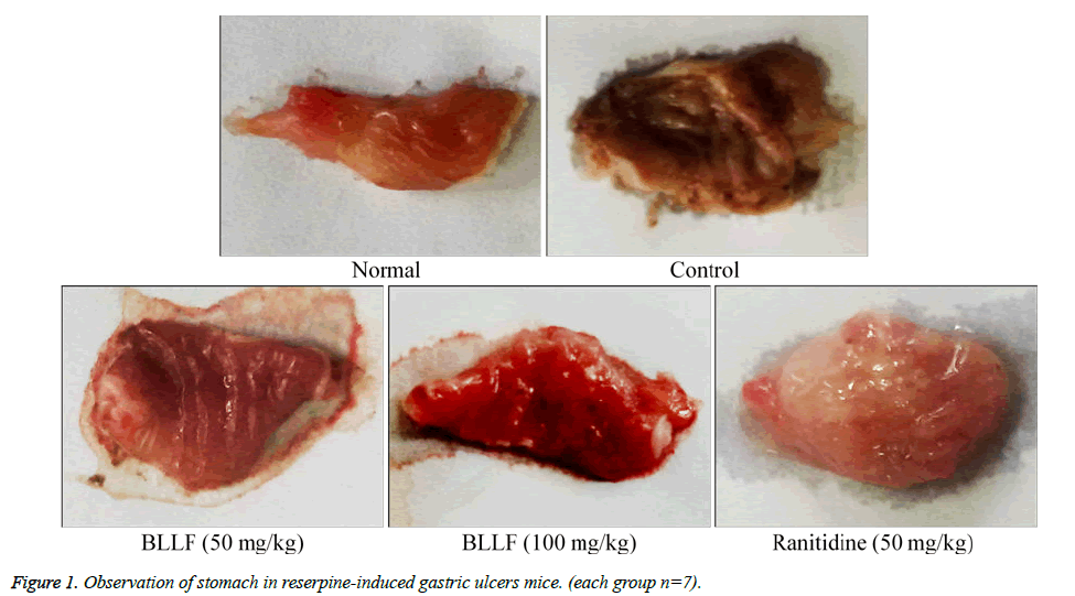 biomedres-Observation-stomach