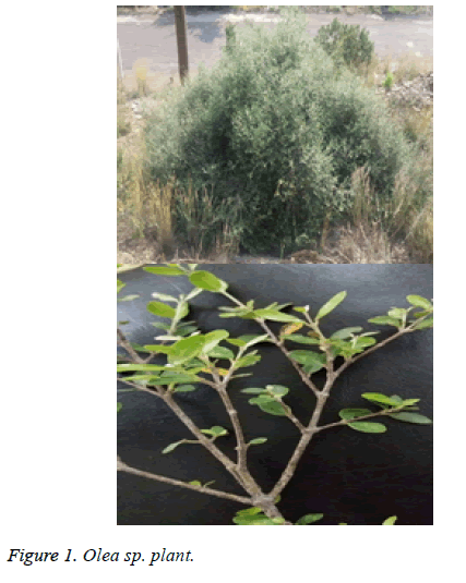 biomedres-Olea-plant