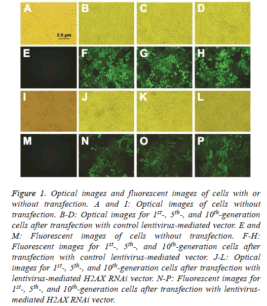 biomedres-Optical-images