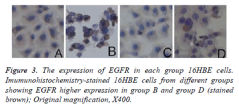 biomedres-Original-magnification