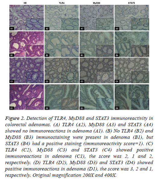 biomedres-Original-magnification