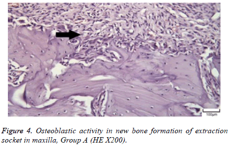 biomedres-Osteoblastic