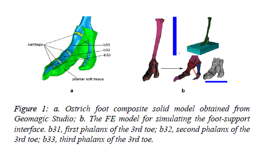 biomedres-Ostrich-foot